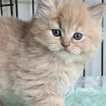スコティッシュフォールド(立ち耳)【栃木県・男の子・2025年2月12日・クリーム】の写真「クリーム色の男の子(2)」