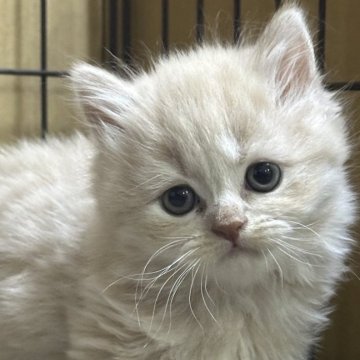 ブリティッシュロングヘア【栃木県・男の子・2025年2月14日・クリーム】の写真「クリームの男の子」