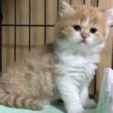 ブリティッシュロングヘア