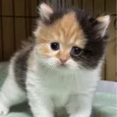 ブリティッシュロングヘア
