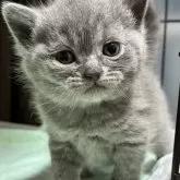 ブリティッシュショートヘア