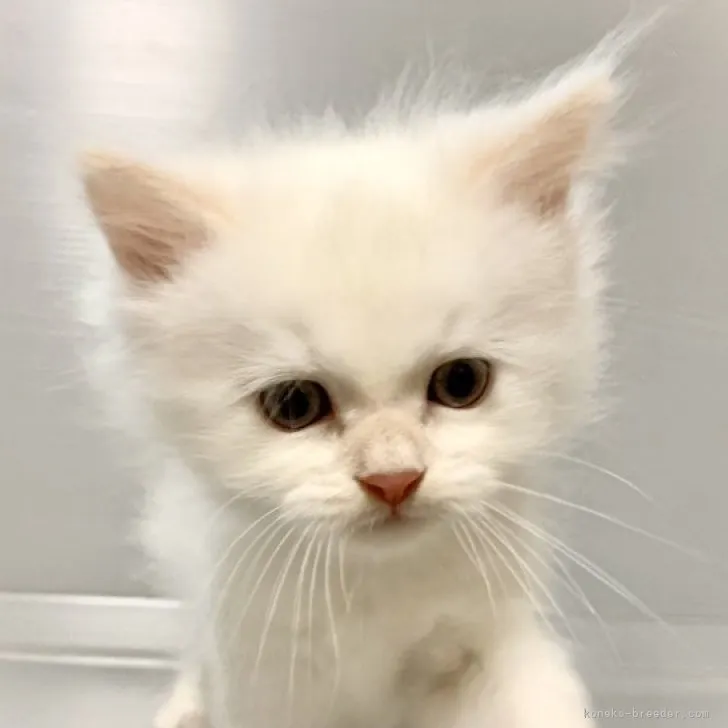 ID:2309-00721の子猫