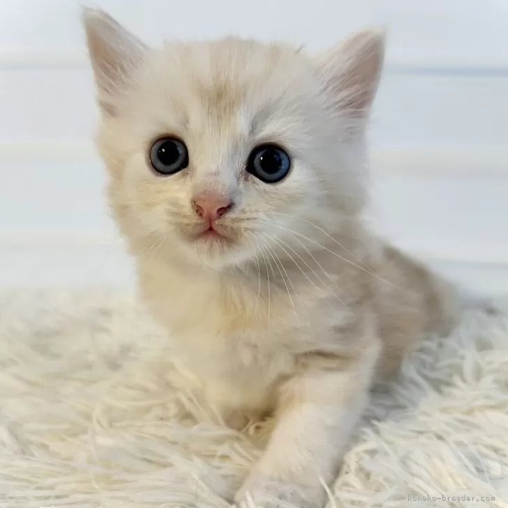ID:2410-01392の子猫
