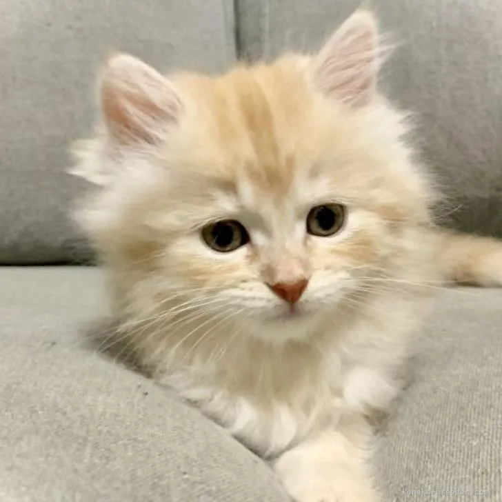 ID:2209-02580の子猫