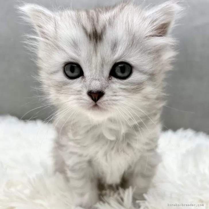 ID:2501-02566の子猫