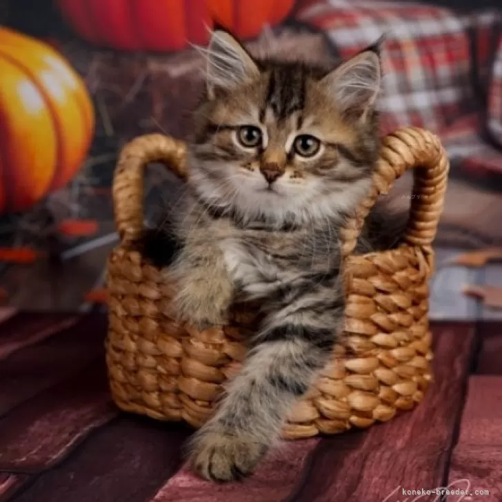 ID:2410-03042の子猫