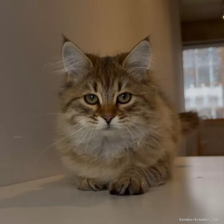 ID：2410-03044の子猫