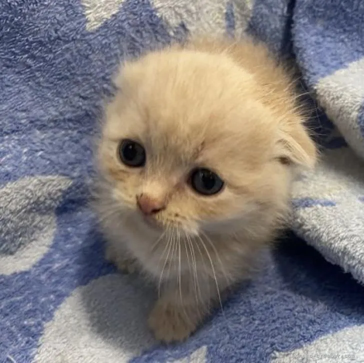 ID:2301-00313の子猫