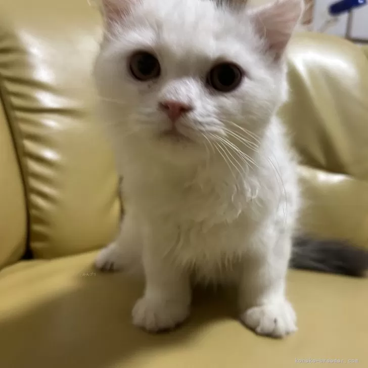 ID:2408-01549の子猫