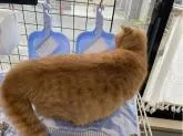 マンチカン(短足)【新潟県・男の子・2022年3月12日・レッドタビー】の写真5