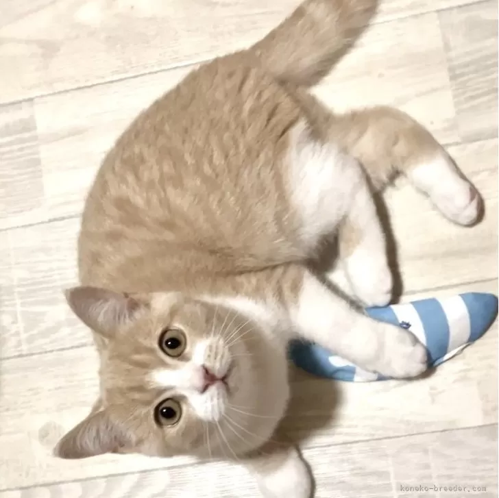 ID:2409-01334の子猫
