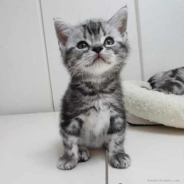 ID:2405-00307の子猫