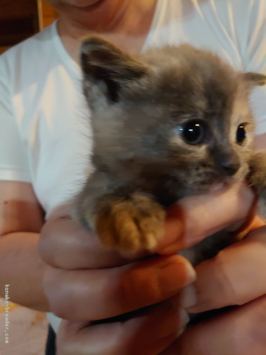 マンチカン 長足 滋賀県 女の子 21年2月10日 ブルーポイントカラー 可愛いブルーがかった子猫です 父親はチャンピオン みんなの子猫 ブリーダー 子猫id 2102