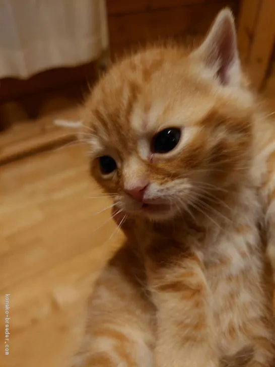 ミラーボ 様のお迎えした子猫