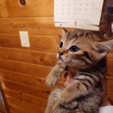 マンチカン(短足)【滋賀県・男の子・2023年8月29日・ブラウンパッチドタビー（短毛）】の写真「つぶらな瞳の可愛い子です」