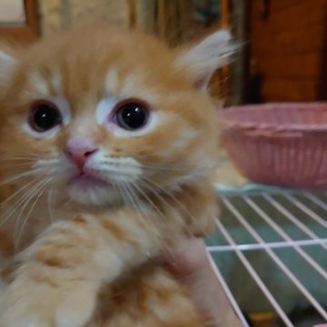 マンチカン(長足)【滋賀県・男の子・2023年2月3日・レッドタビー（短足）】の写真「きれいな毛並みのおめめのきれいな子です。」