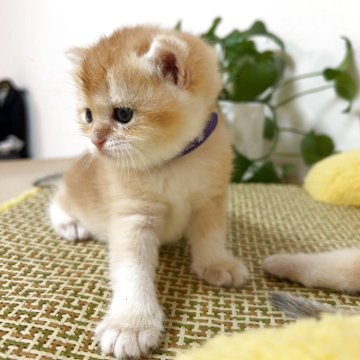 ブリティッシュショートヘア【愛知県・女の子・2025年8月15日・ゴールデン(ふわふわ柔らかい,可愛い)】の写真「性格がよい可愛い女の子」