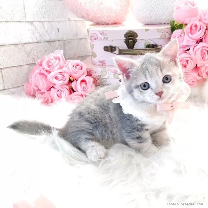 ID：2409-01691の子猫