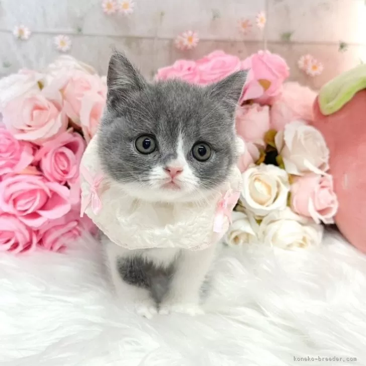 ID:2405-02019の子猫