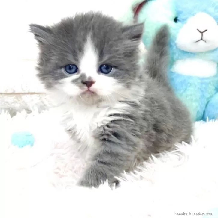 ID:2403-02965の子猫