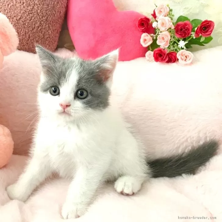 ID:2501-02682の子猫