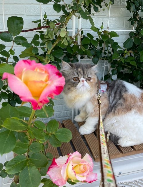 とっても可愛い子猫ちゃんです😍💓｜柳瀬　春樹(やなせ　はるき)ブリーダー(京都府・エキゾチックショートヘアなど・JABC登録)の紹介写真8