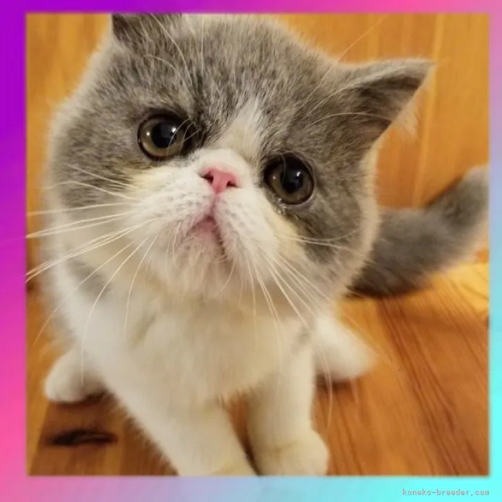 ID:2308-02391の子猫