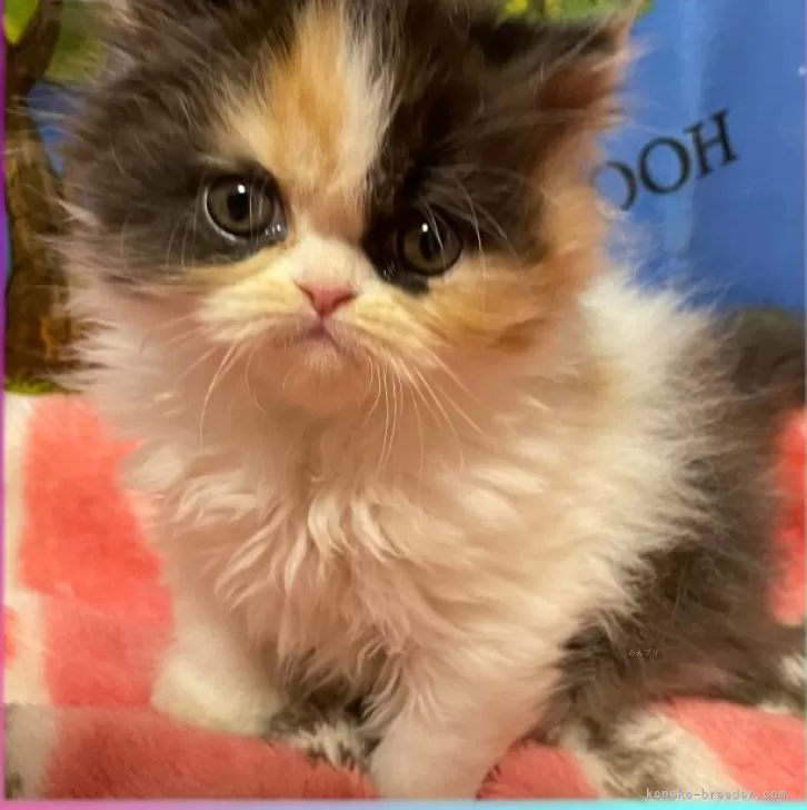 ID:2310-00348の子猫