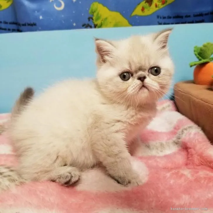 ID:2212-02016の子猫
