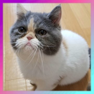 エキゾチックショートヘア【京都府・女の子・2024年4月30日・ダイリュートキャリコ（ショートヘア）】の写真「とっても人懐っこい女の子です☺️💓」