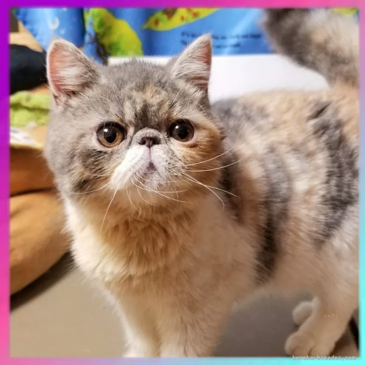 ID:2504-01221の子猫