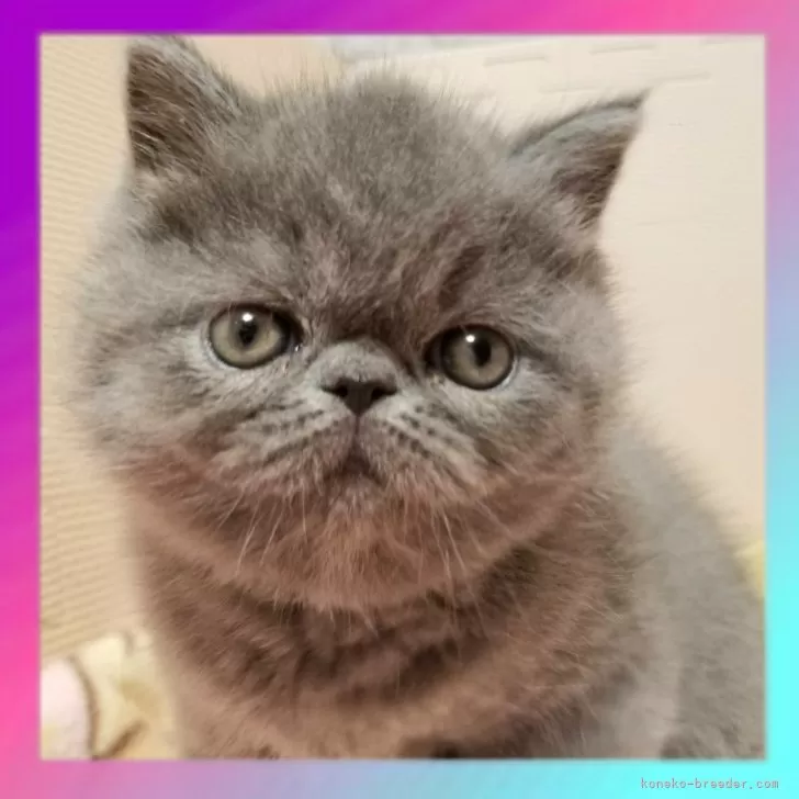 ID:2502-01429の子猫