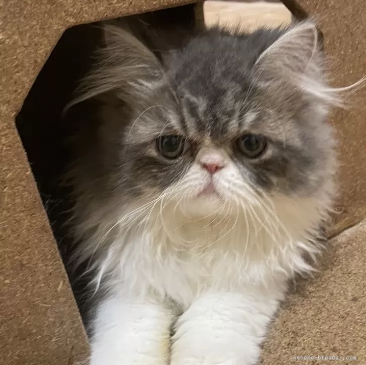 ID:2411-00877の子猫