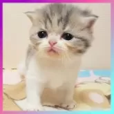 エキゾチックショートヘア