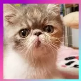 エキゾチックショートヘア
