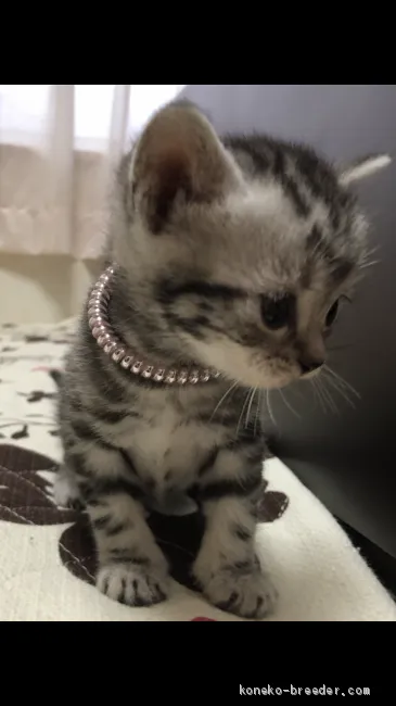 ID:2102-00125の子猫