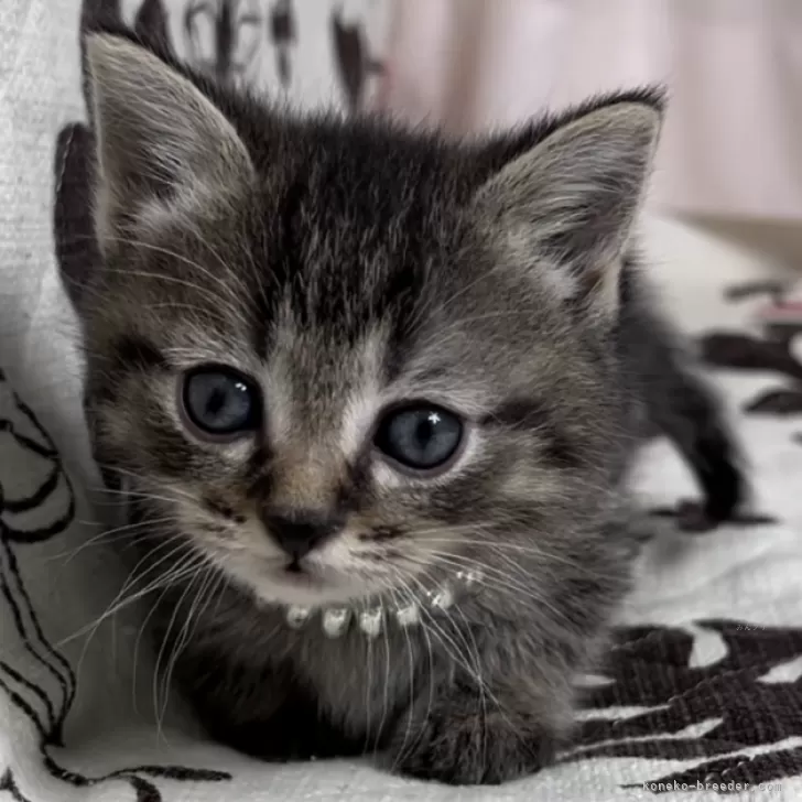 ID:2501-00714の子猫