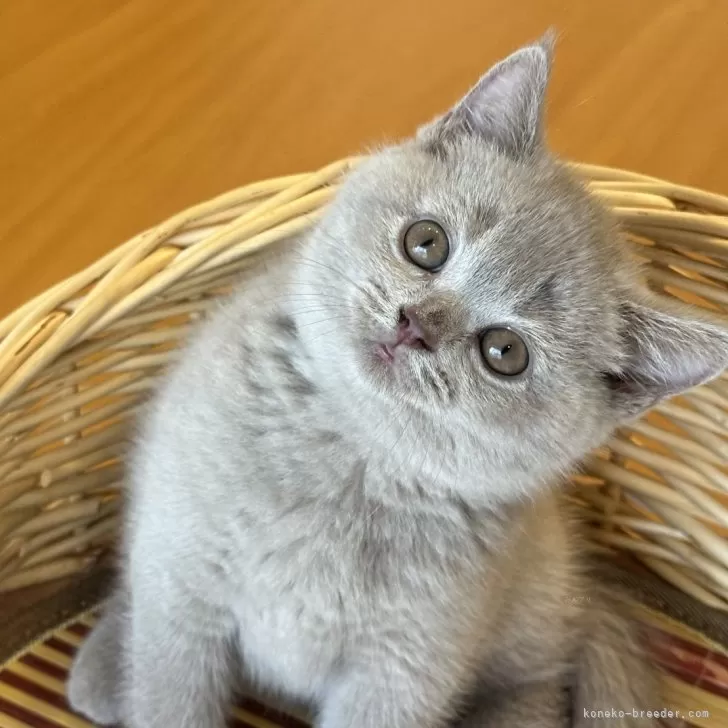 ID：2408-00053の子猫