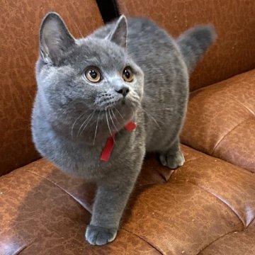 神奈川】吉田 美智代(よしだ みちよ)ブリーダー｜みんなの子猫ブリーダー