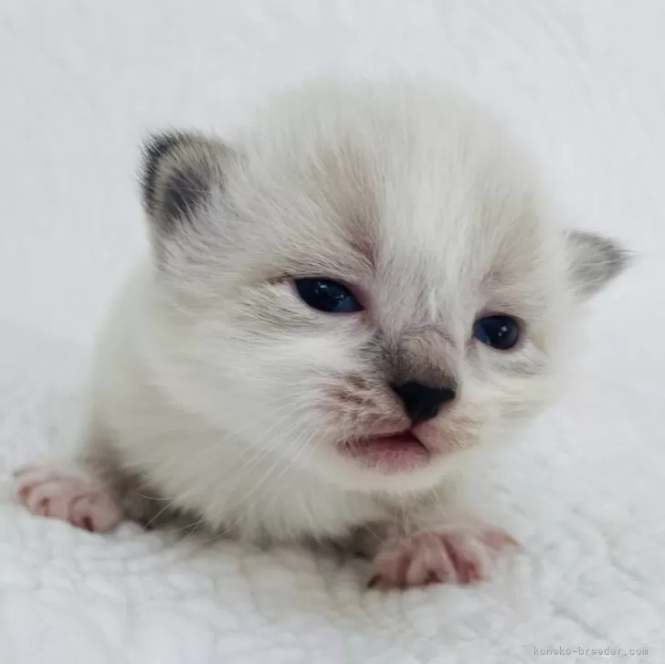 ID:2405-00564の子猫