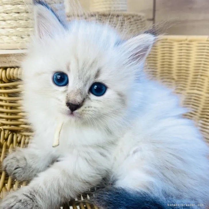 ID:2310-02639の子猫