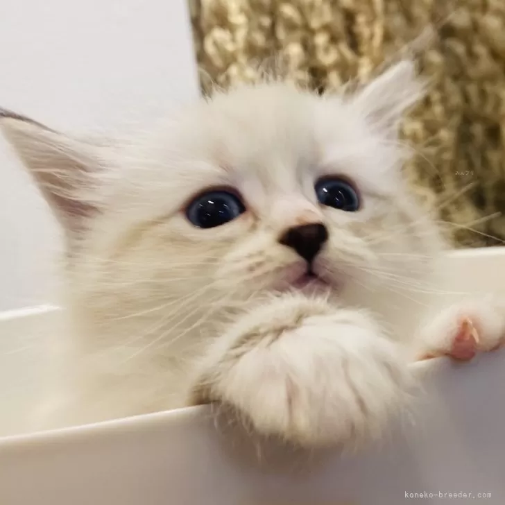 ID:2406-01813の子猫