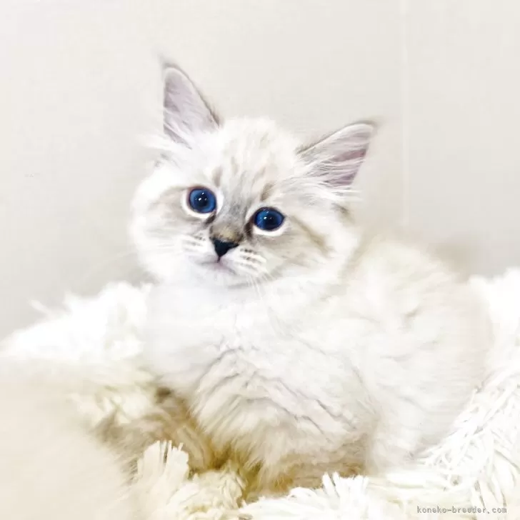 M.M 様のお迎えした子猫