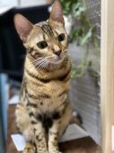 ベンガル【・女の子・2020年1月14日・BROWN SPOTTED TABBY】「空中の埃に夢中のくーちゃん」