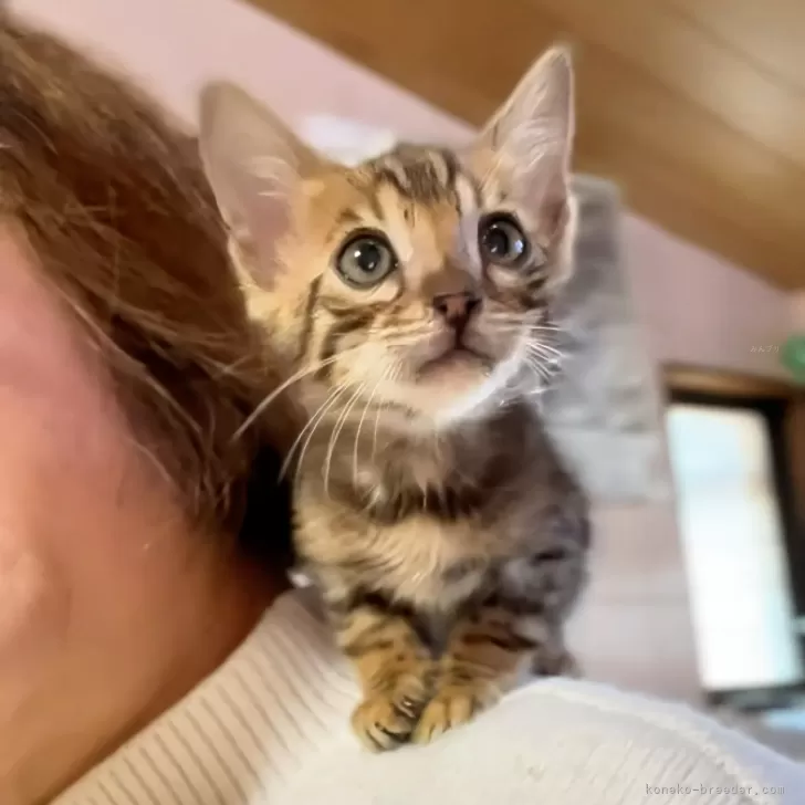 ID:2502-00185の子猫