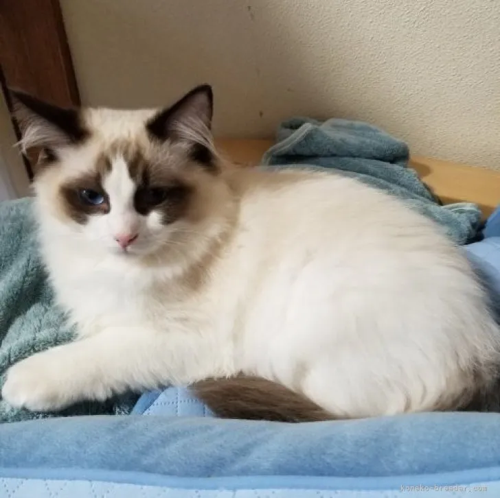 ID:2302-01130の子猫