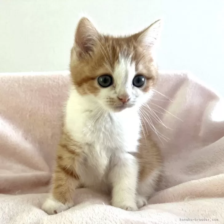 ID：2411-01707の子猫