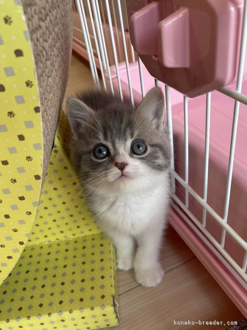 巣立った子猫たち③｜斉穏寺　敦子(さいおんじ　あつこ)ブリーダー(奈良県・スコティッシュフォールドなど・ICC/DCC登録)の紹介写真6