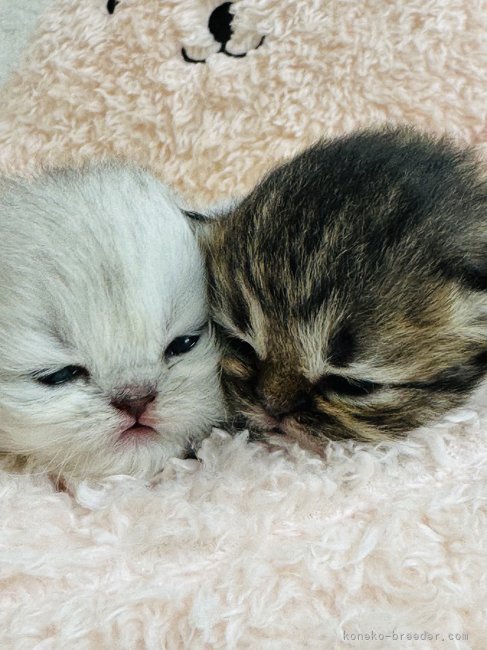 斉穏寺敦子ブリーダーのブログ：久々のチンチラbabyたち💕💕💕