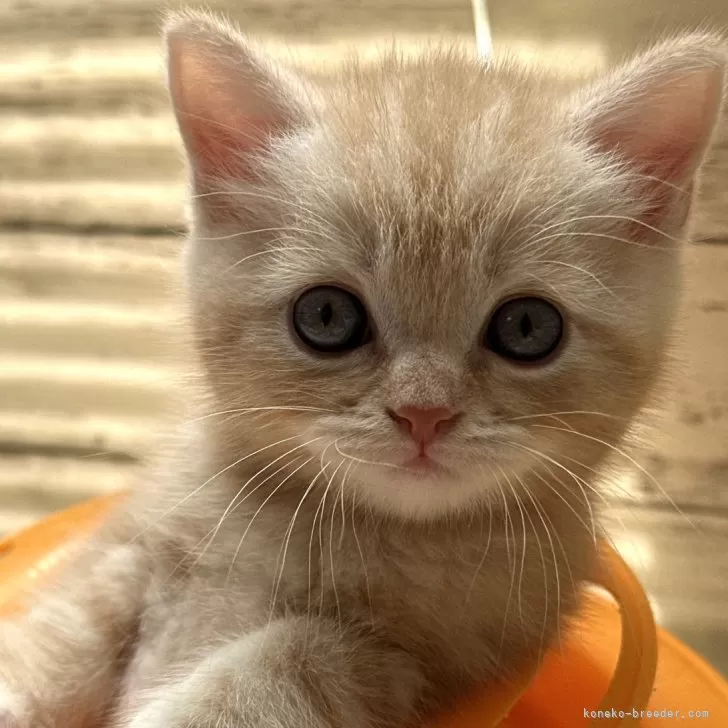 ID：2409-02783の子猫